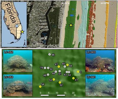 Southeast Florida large Orbicella faveolata are highly fecund without evident disease intervention effects